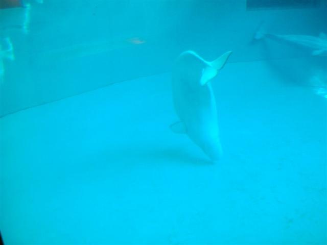 Beluga Whale...they're really neat