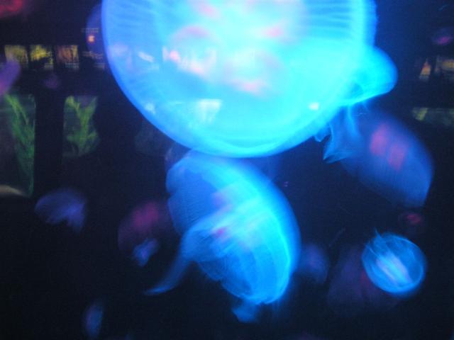 Nemo running into the jelly fish...no really...