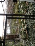 Scaffolding and ivy