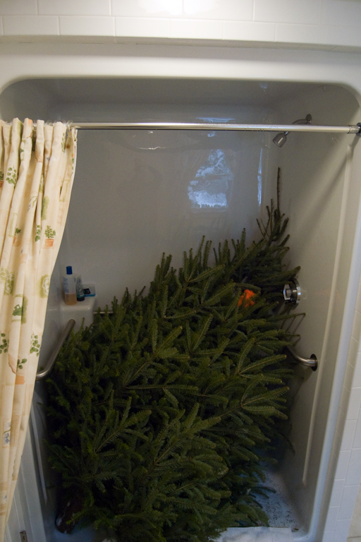 Thawing the Christmas tree in the shower.