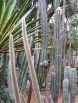 Cacti city in Desert Room