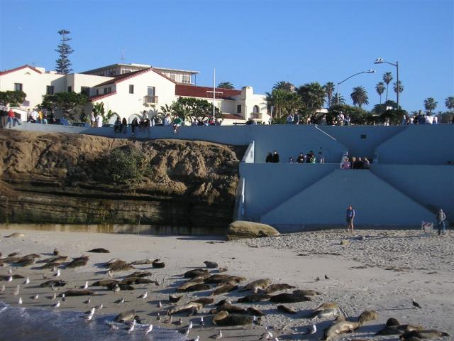 Are the people watching the seals or are the seals watching the people?