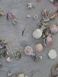 Shells