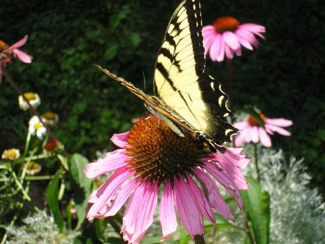 Pretty Pretty Butterfly