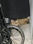 Guinness hiding in the closet (she's probably not too happy with me for taking this picture)