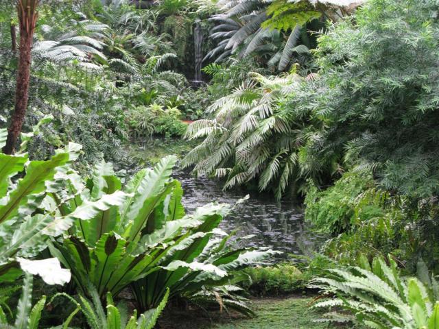 Fern Room pond