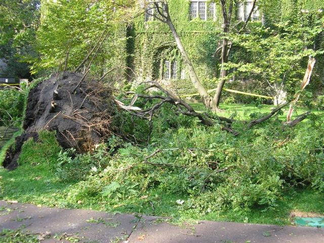 So sad...these trees were beautiful and must have been there since the campus was built