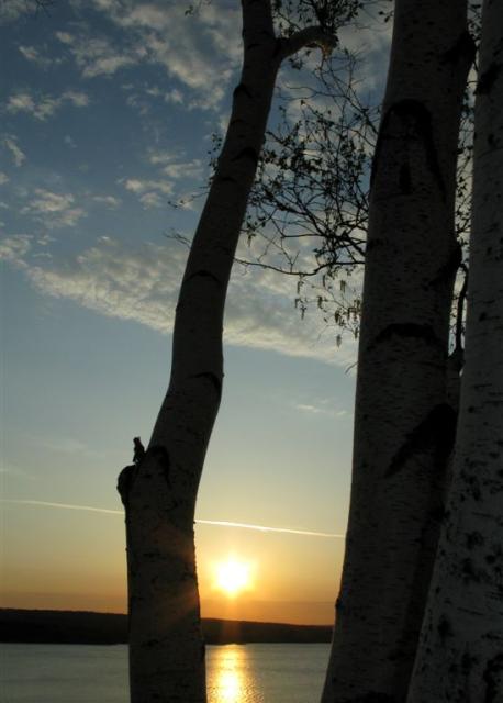 I love the birches up at the High Banks