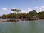 Mangrove islands