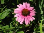 Pretty Flower in my parents' flower garden