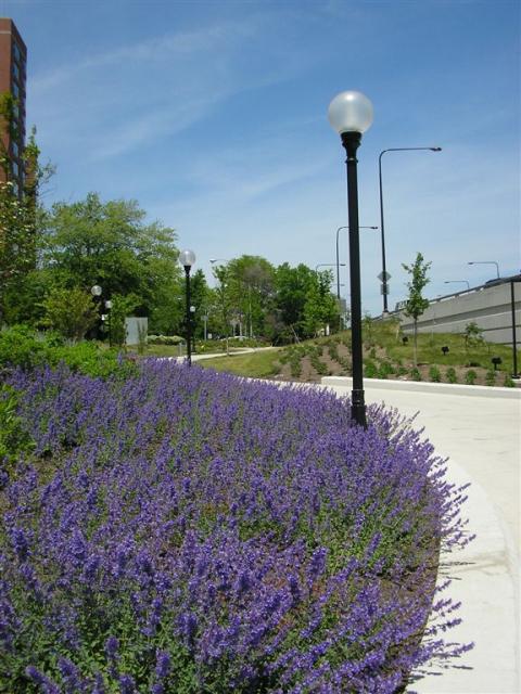 Pretty Scenary by Lake Shore Drive