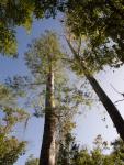 Everglades Cypresses