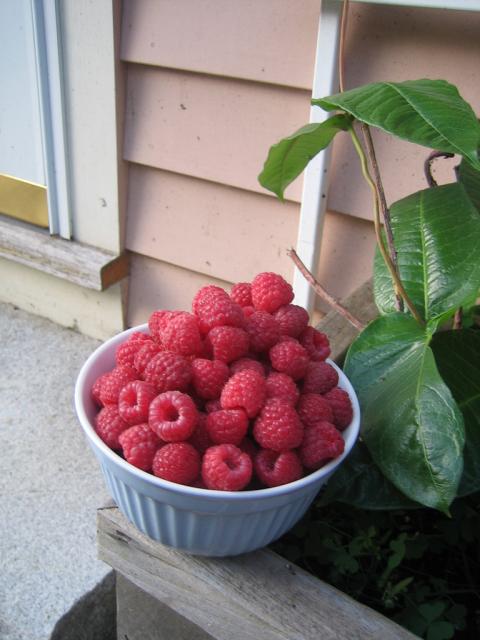 Raspberries from the garden are a late summer treat