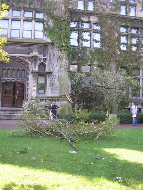 Even some of the smaller trees took it badly