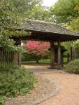 Red maple through the Osaka Garden gate