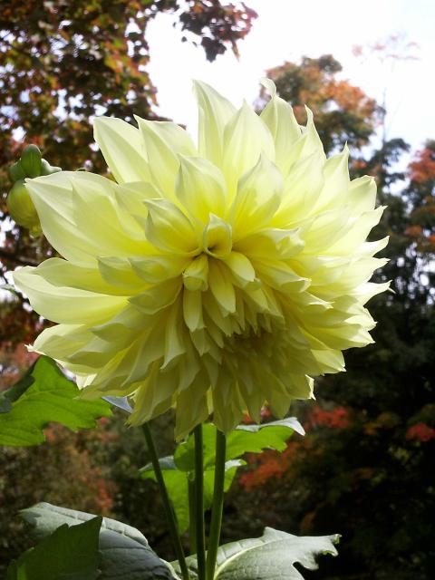 Massive dahlia