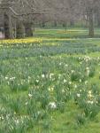 Green Park Daffodils