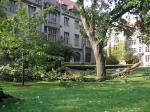 Downed limbs outside of Swift