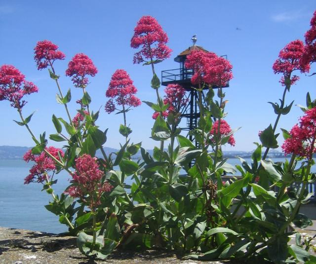 Flowers and Watchtower