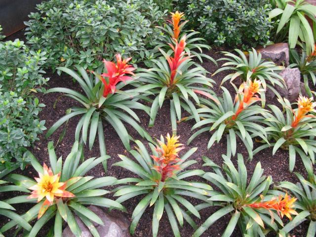 Bromeliads!...I have one in my apartment, but its not nice like these :(