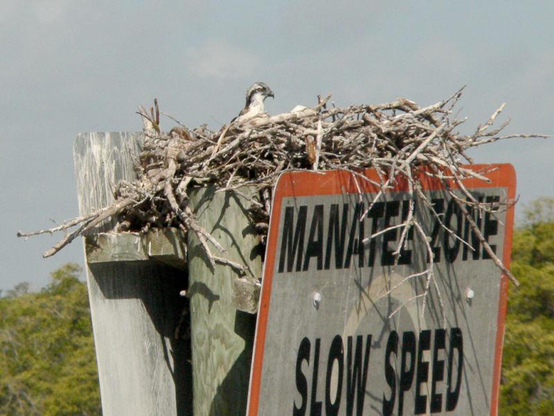 Young osprey