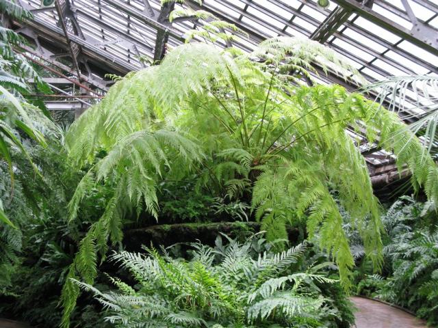 The Fern Room!