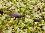 Common Moorhen mother and baby