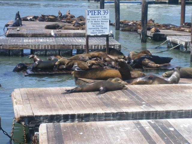 Pier 39 seals.