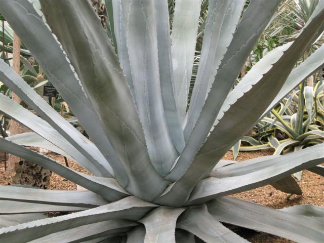 Supposedly this thing only blooms once every decade or two and then dies...sadly it wasn't blooming now