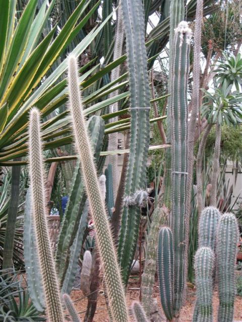 Cacti city in Desert Room