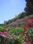 Alcatraz Wildflowers