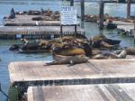 Pier 39 seals.