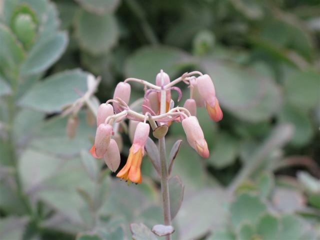 Desert flowers