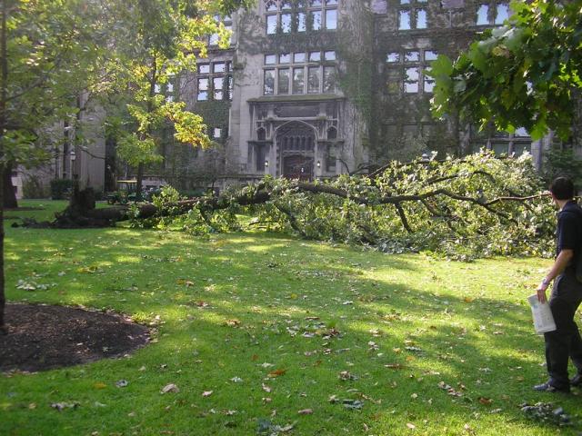 Tree completely uprooted