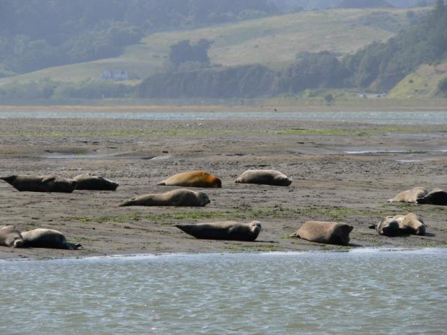 Seals sunning at Bolinas Lagoon