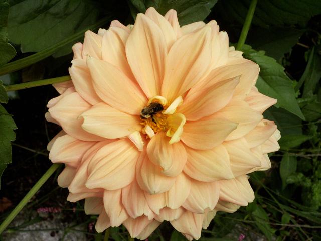 Bee in dahlia blossom