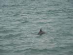 Porpoise and waves