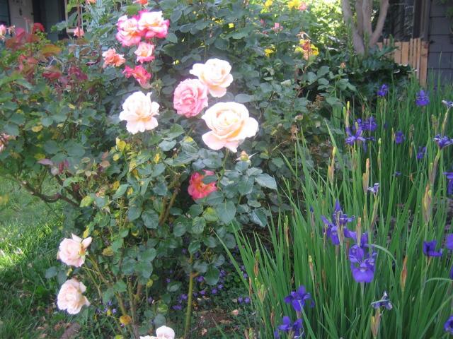 Berkeley flowers, walking to a cache.