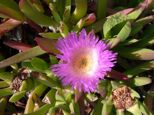 Cactus flower near Bolinas Lagoon