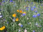 Wild flowers at the vineyard.