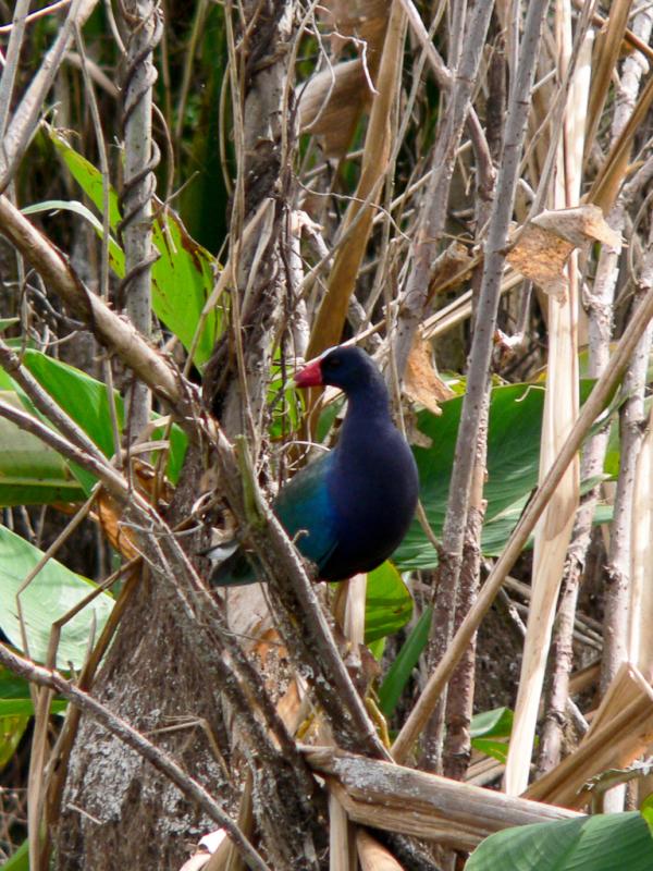 Purple Gallinule