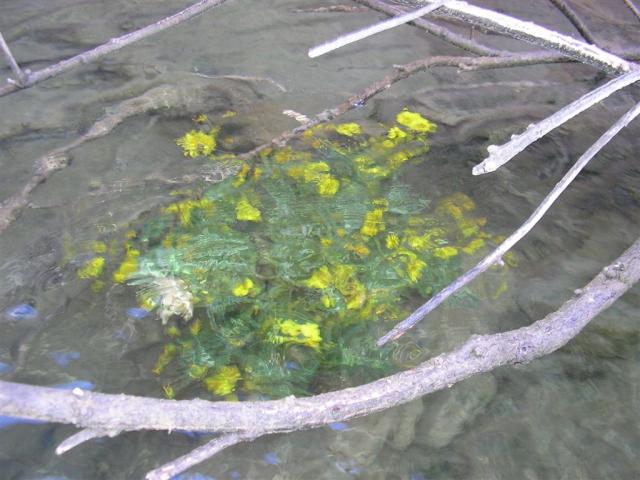 the water level rises pretty impressively...these flowers got covered