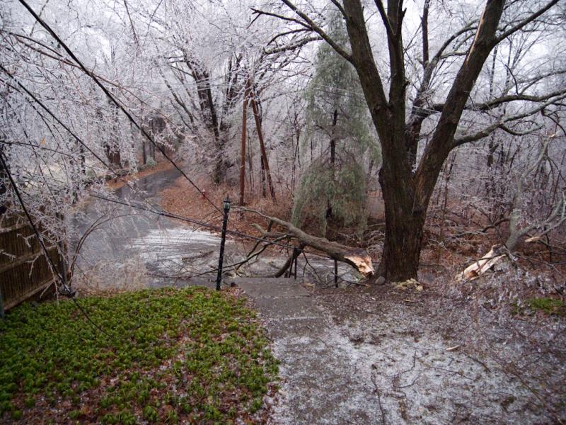 Front yard. Note the two branches across the wires.