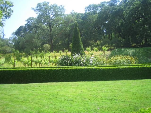 Beringer vines.