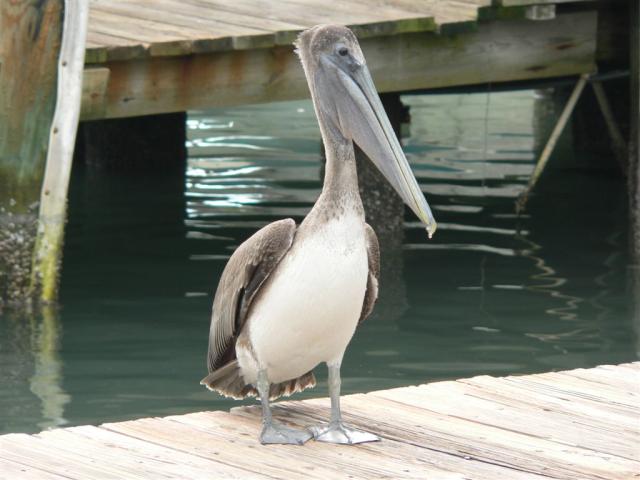 Pelican