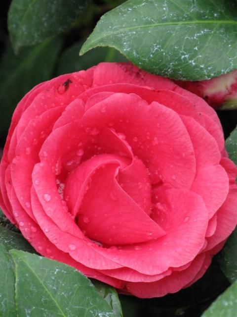 Very pretty rose...I love the water droplets on it