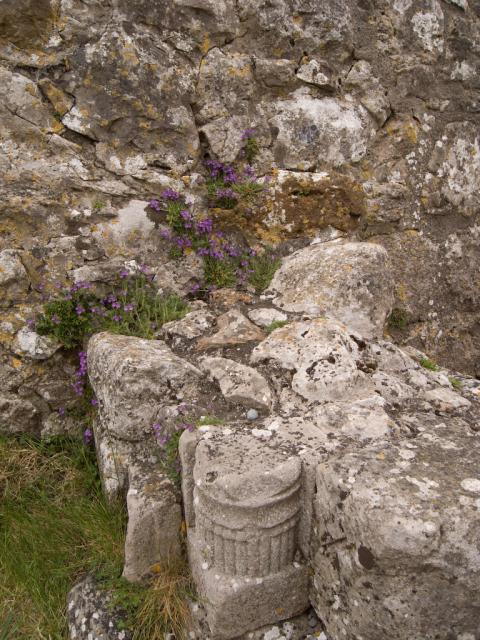 flowers amid the ruins at Clonmacnoise.