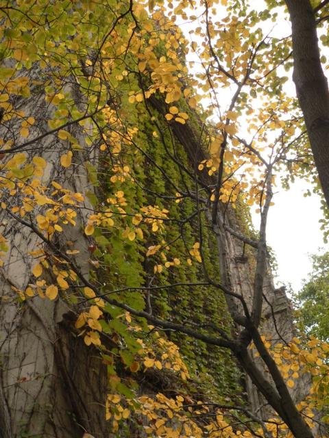 Foliage outside Bond Chapel