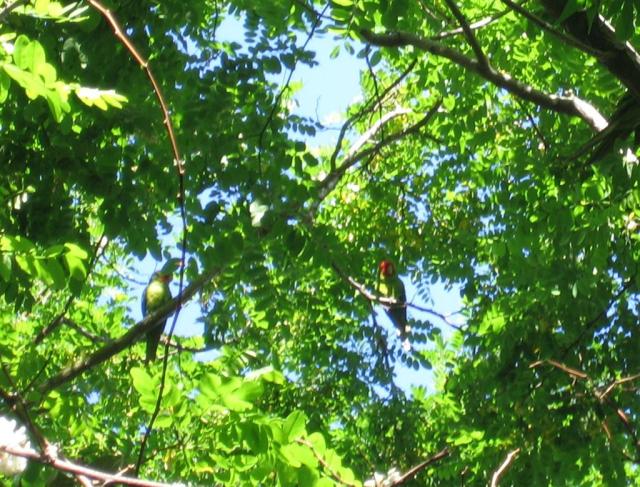 Wild parrots of Telegraph Hill