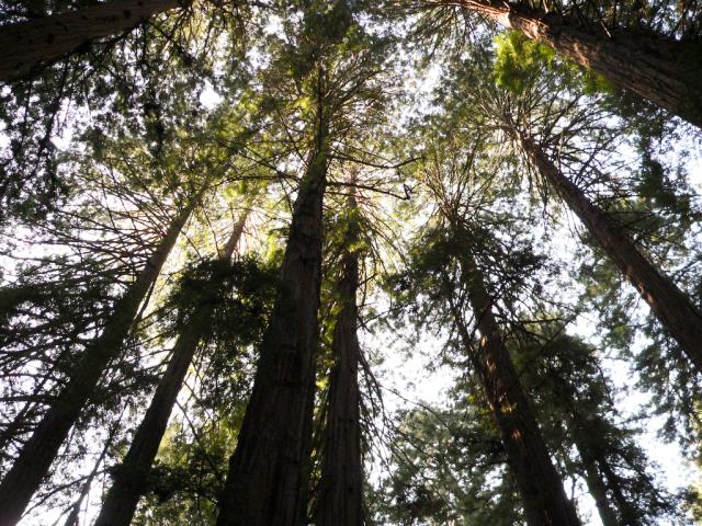 Redwood Grove